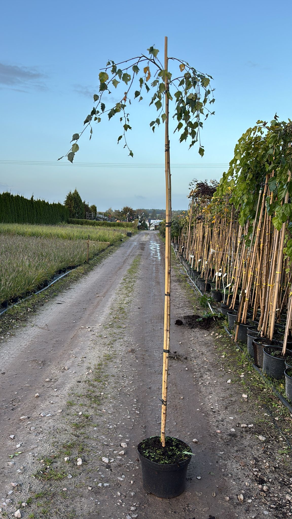 Береза повислая Юнги штамб 220